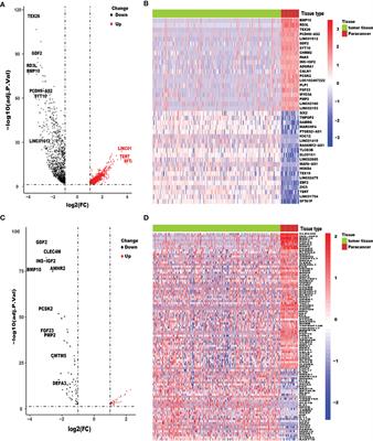 A New Risk Score Based on Eight Hepatocellular Carcinoma- Immune Gene Expression Can Predict the Prognosis of the Patients